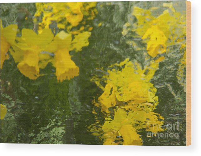 Daffodil Wood Print featuring the photograph Daffodil Impressions by Jeanette French