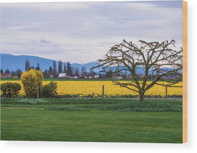 Landscape Wood Print featuring the photograph Daffodil in Skagit Valley WA by Hisao Mogi