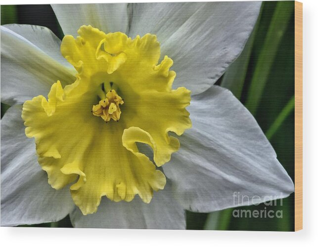 Top Artist Wood Print featuring the photograph Daffodil by Norman Gabitzsch