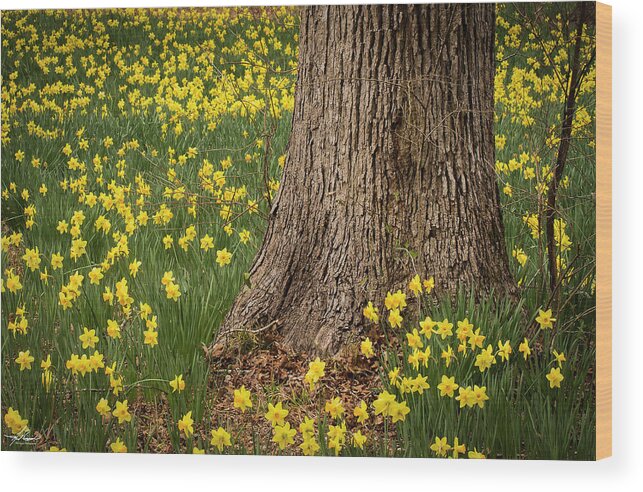 2017-02-19 Wood Print featuring the photograph Daffodils and Tree by Phil And Karen Rispin