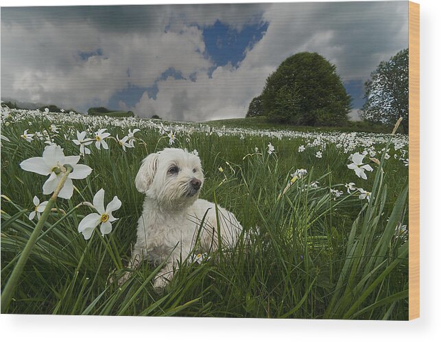 Narcisi Wood Print featuring the photograph Daffodils White Blossoming With Little White Lilly 4 by Enrico Pelos