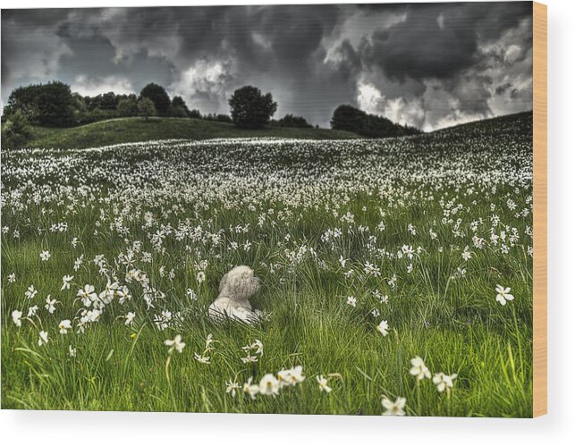 Narcisi Wood Print featuring the photograph Daffodils White Blossoming With Little White Lilly 7 by Enrico Pelos