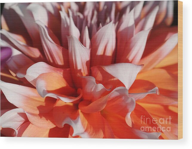 Nature Wood Print featuring the photograph Dahlia 60 by Rudi Prott