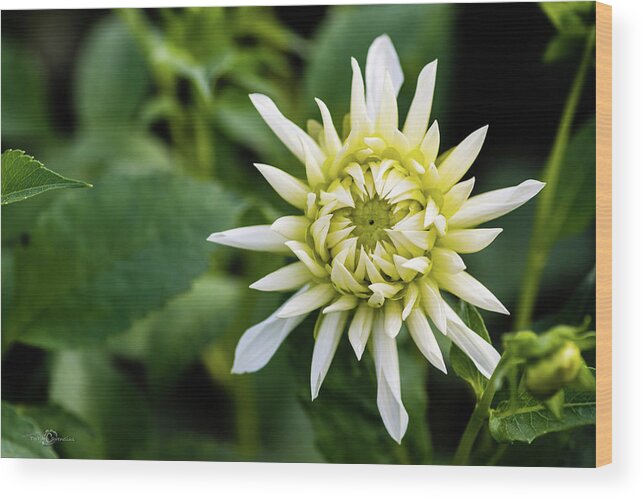 Dahlia Cactus Tall White Wood Print featuring the photograph Dahlia Cactus Tall White by Torbjorn Swenelius