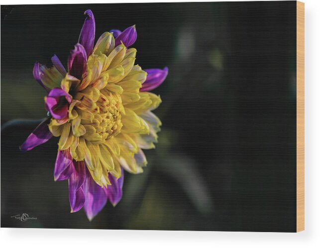 Dahlia Boogie Woogie Wood Print featuring the photograph Dahlia named Boogie Woogie by Torbjorn Swenelius