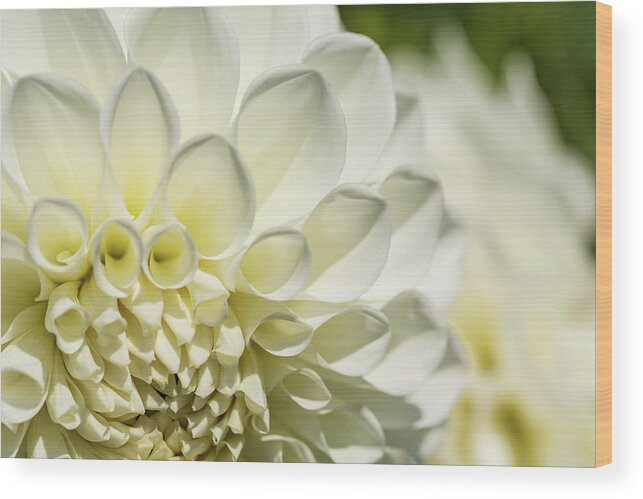 Dahlia Wood Print featuring the photograph Dahlia Study 4 by Scott Campbell