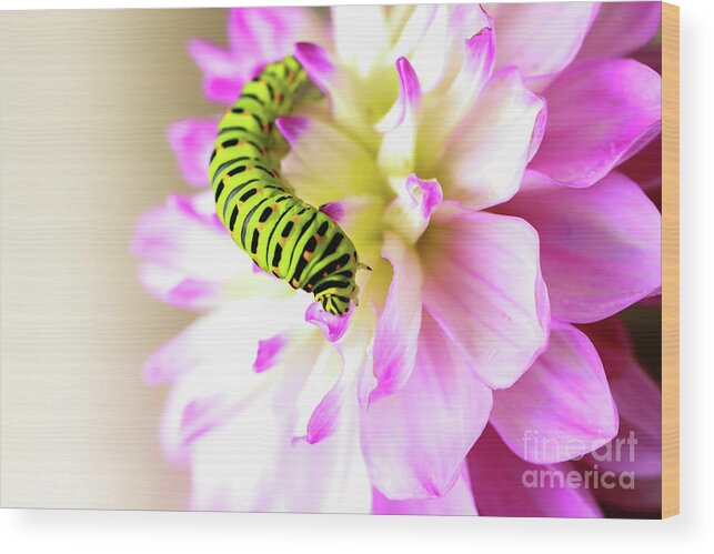 Dahlia Wood Print featuring the photograph Dahlia with Caterpillar by Amanda Mohler