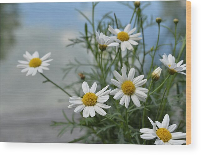 . Deck Wood Print featuring the photograph Daisies By The Lake by Ann Bridges