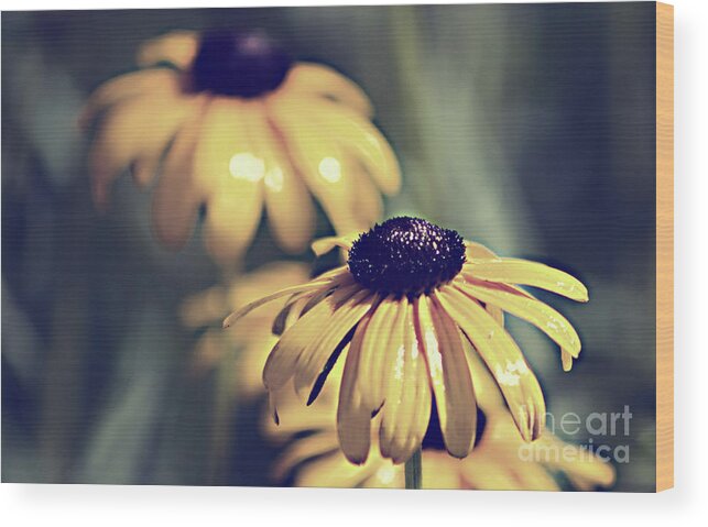 Daisy Wood Print featuring the photograph Daisies Wild Flowers by Sherry Hallemeier