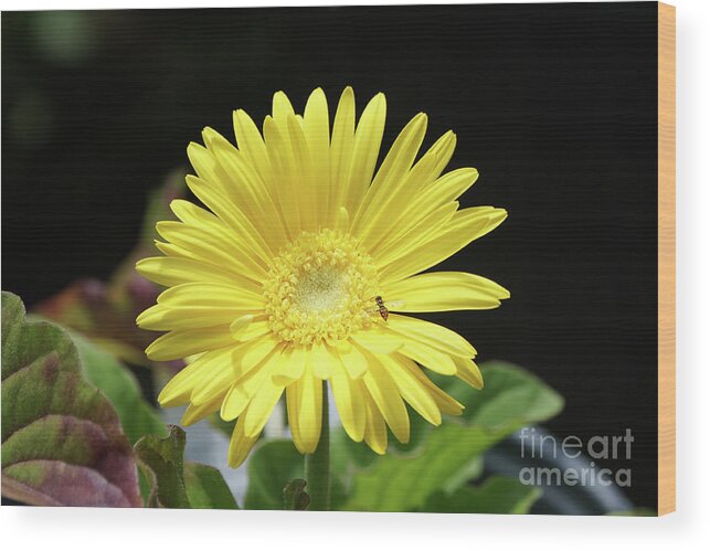 Daisy Wood Print featuring the photograph Daisy and Pollinator by Robert E Alter Reflections of Infinity