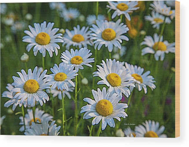 Daisy Wood Print featuring the photograph Daisy Dew by Dale R Carlson