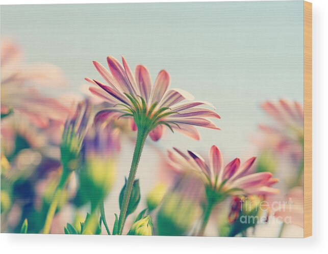 Abstract Wood Print featuring the photograph Daisy flower field by Anna Om