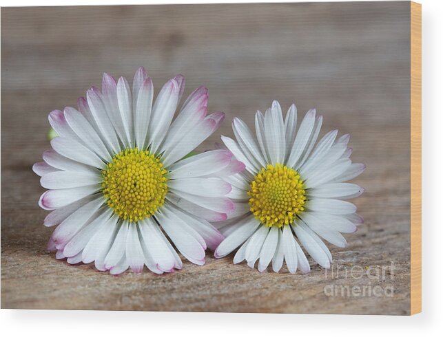 Yellow Wood Print featuring the photograph Daisy Flowers by Nailia Schwarz