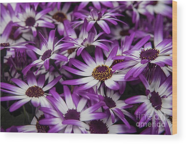 Bellis Perennis Wood Print featuring the photograph Daisy flowers-2231 by Steve Somerville