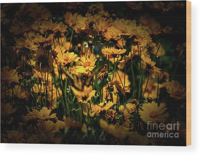 Daisy Wood Print featuring the photograph Daisy in Bloom by William Norton
