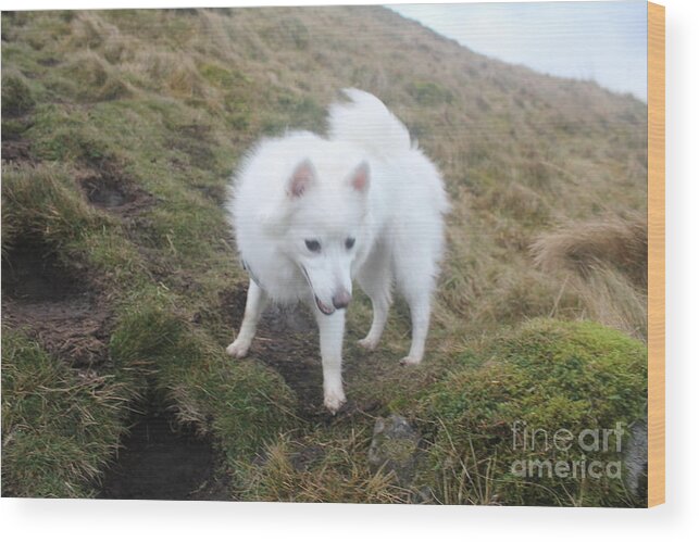 Dog Wood Print featuring the photograph Daisy - Japanees Spits by David Grant