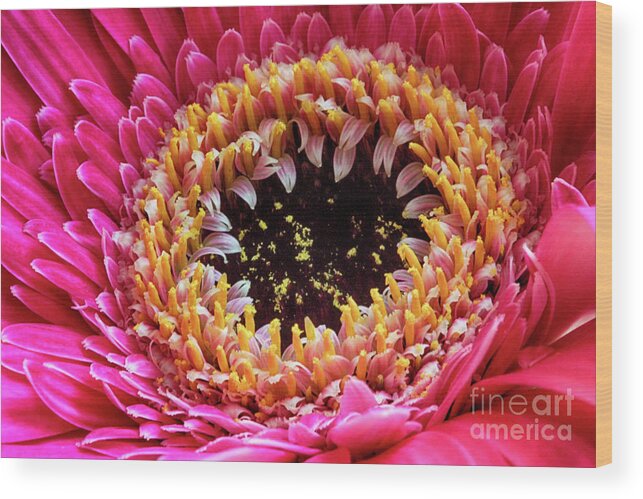 Mariola Wood Print featuring the photograph Daisy Love by Mariola Bitner