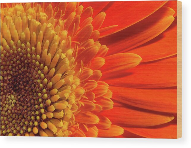 Orange Wood Print featuring the photograph Daisy sunrise by Karen Smale