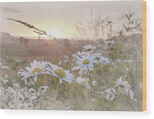 Daisies With The Setting Sun Wood Print featuring the digital art Daisy Sunset by Catherine Avilez