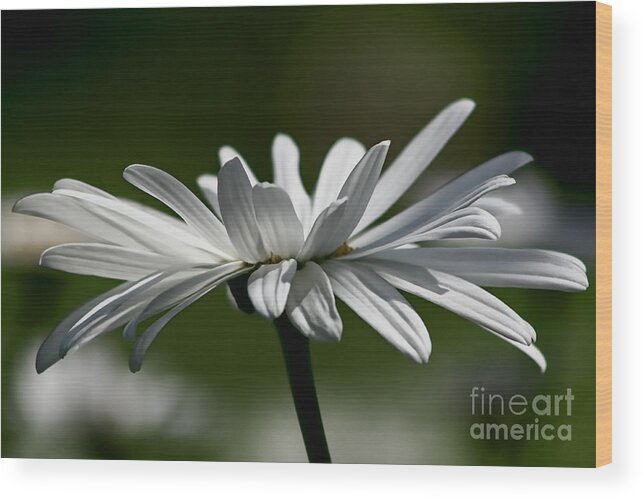 Flower Wood Print featuring the photograph Daisy by Teresa Zieba
