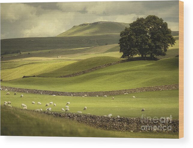 England Wood Print featuring the photograph Dales Landscape by David Lichtneker