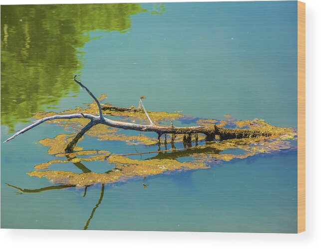 Barr Lake Wood Print featuring the photograph Damselfly on a Branch On A Lake by Tom Potter