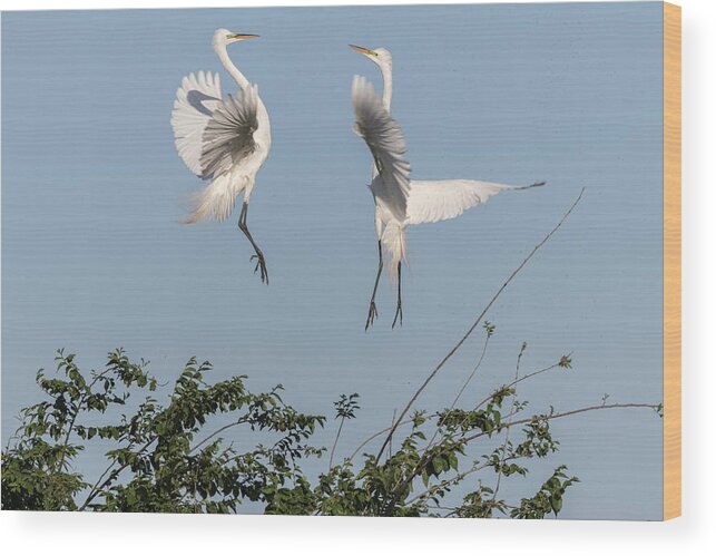Great Egrets Wood Print featuring the photograph Dancing Egrets 2017-1 by Thomas Young