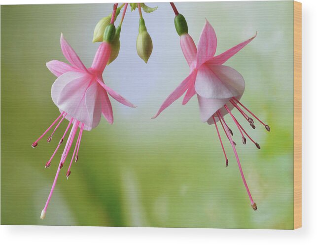 Fuchsias Wood Print featuring the photograph Dancing Fuchsia by Terence Davis