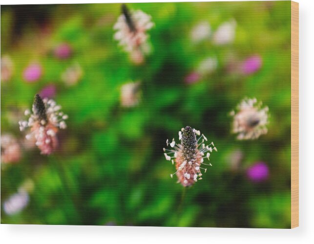 English Plantain Wood Print featuring the photograph Dancing wildflowers by Chris Bordeleau
