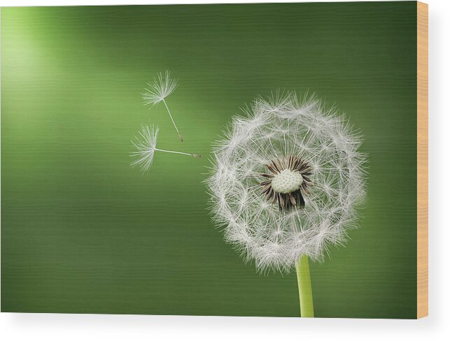 Abstract Wood Print featuring the photograph Dandelion by Bess Hamiti