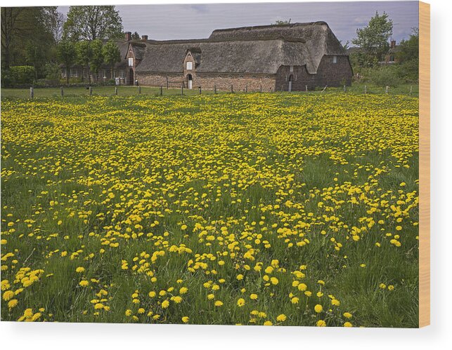 Dandelion Wood Print featuring the photograph Dandelion Field by Inge Riis McDonald