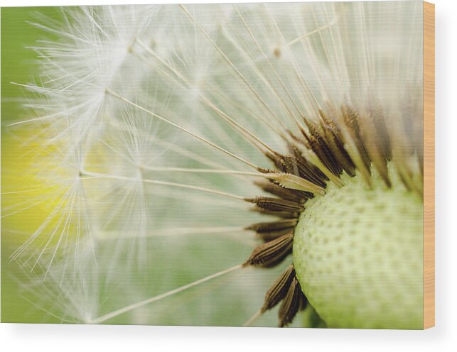 Photography Wood Print featuring the photograph Dandelion Fluff by Rainer Kersten