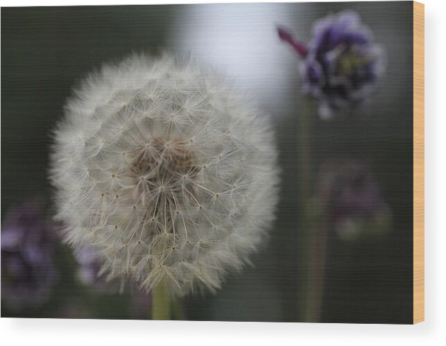 Dandelion Wood Print featuring the photograph Dandelion Glow by Tammy Pool