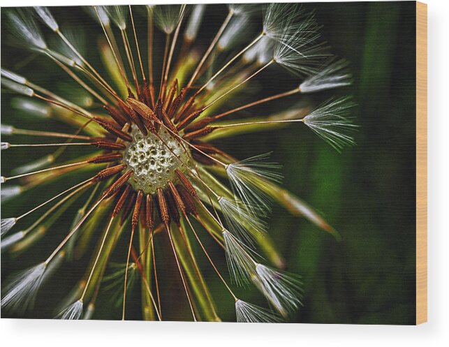 Flowers Wood Print featuring the photograph Dandelion Puff by Dick Pratt