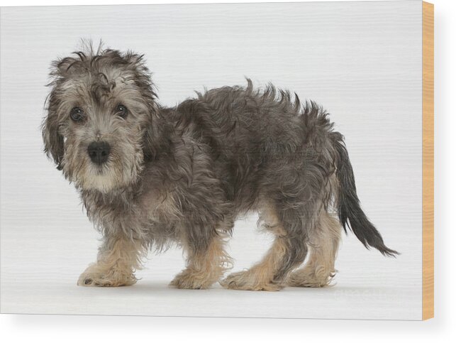 Nature Wood Print featuring the photograph Dandy Dinmont Terrier And Puppy by Mark Taylor