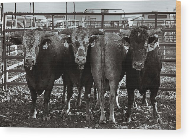 Cattle Wood Print featuring the photograph Dare to be Different by Pamela Steege