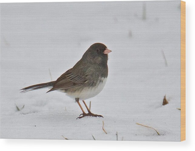 Dark-eyed Wood Print featuring the photograph Dark-eyed Junco 1217 by Michael Peychich