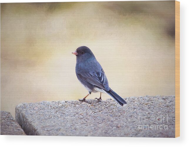 Bird Wood Print featuring the photograph Dark Eyed Junco by Sharon McConnell