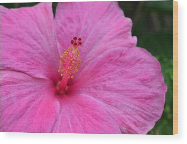Flower Wood Print featuring the photograph Dark Pink Hibiscus 1 by Amy Fose