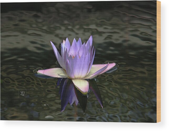 Water Lilies Wood Print featuring the photograph Dark Water Shimmering by Yvonne Wright
