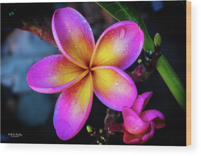Flower Wood Print featuring the photograph Darwin Sunset Frangipani by Keith Hawley