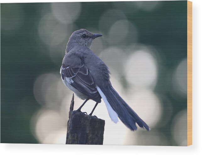 Mockingbird Wood Print featuring the photograph Dawn Mockingbird by Rachel Morrison