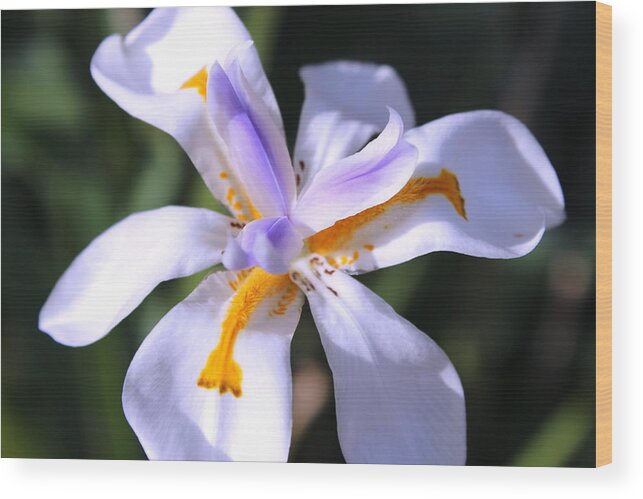 Floral Wood Print featuring the photograph Day lily 3 by M Diane Bonaparte