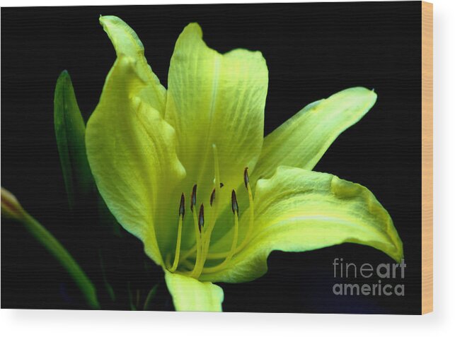 Flower Wood Print featuring the photograph Day Lily At Night by Barbara S Nickerson