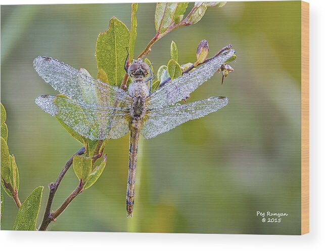 Dragonfly Wood Print featuring the photograph Daylight Diamonds by Peg Runyan