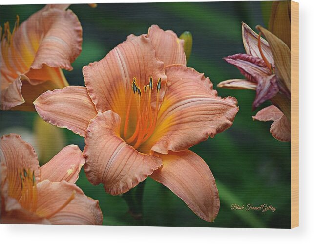 Daylily Wood Print featuring the photograph Daylily in Orange by Kurt Keller