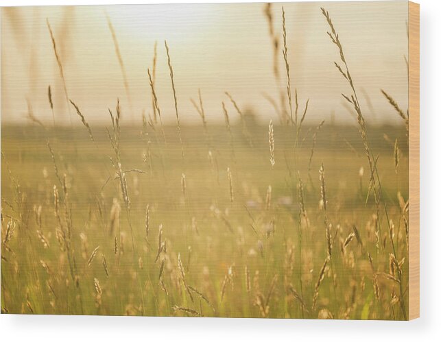Field Wood Print featuring the photograph Days Last Warmth by Ryan Wyckoff
