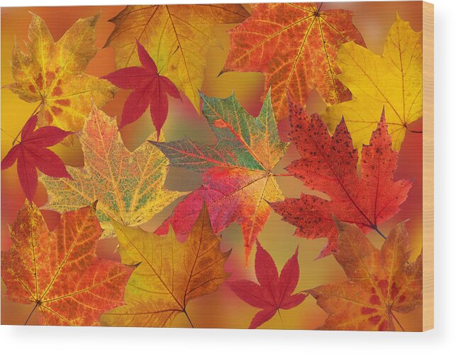 Autumn Leaves Wood Print featuring the photograph Dazzling Autumn Leaves by Gill Billington