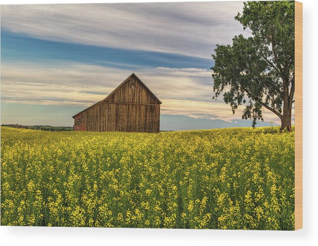 Canola Wood Print featuring the photograph Dazzling Canola in Bloom by Mark Kiver