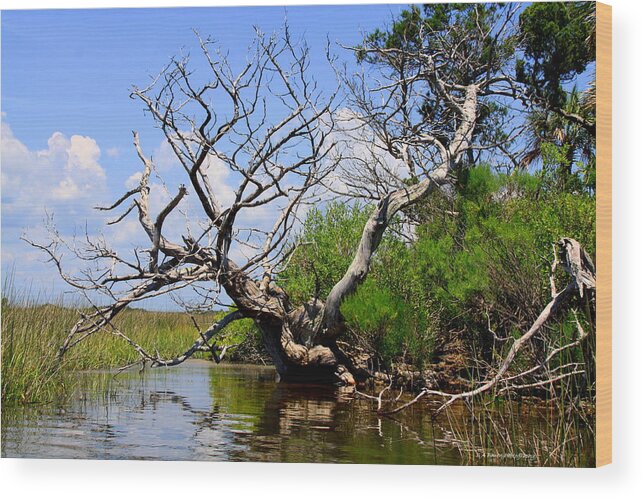 Dead Tree Wood Print featuring the photograph Dead Cedar Tree in Waccasassa Preserve by Barbara Bowen